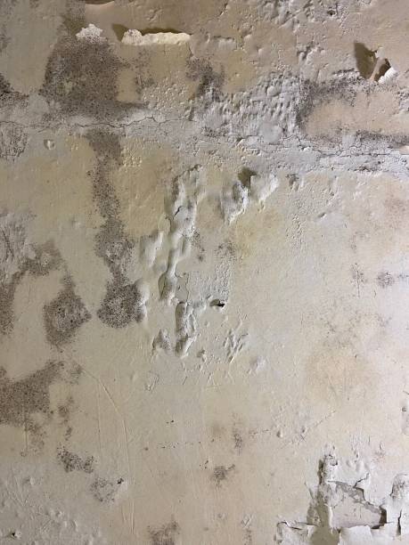 Islamorada Village Of Islands, FL Mold Removal Company